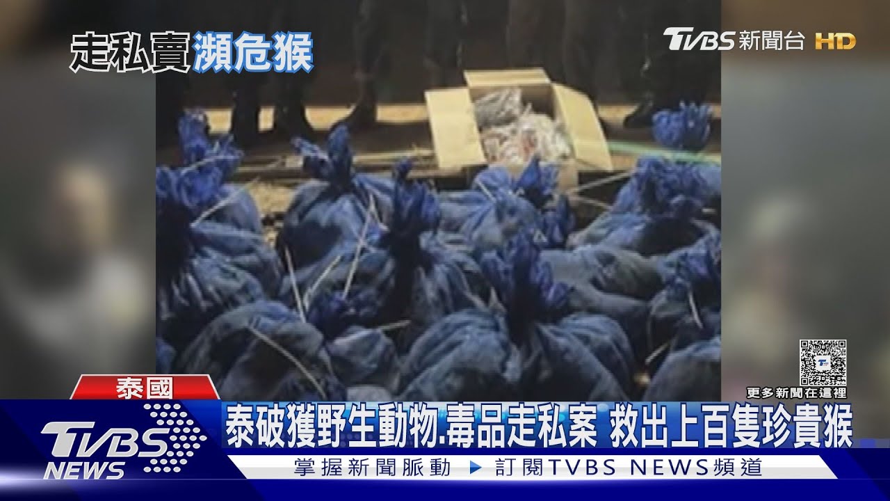 泰破獲野生動物走私 62隻瀕危長尾獼猴被塞塑膠袋