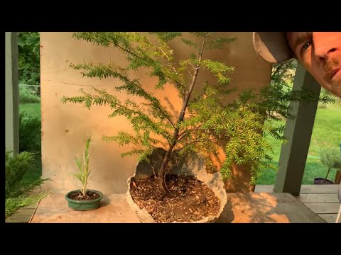 Western Hemlock Bonsai - Yamadori First Styling