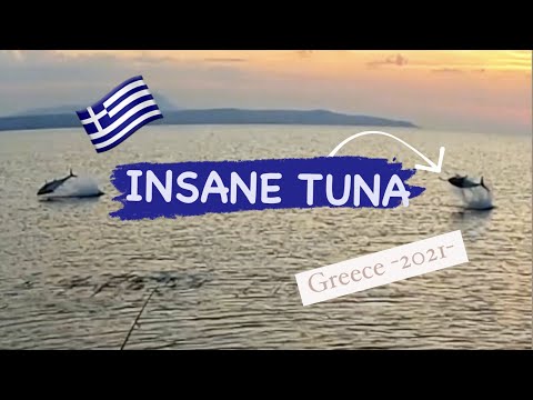 Shore fishing in Greece /INSANE TUNA jumping inshore