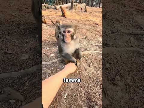 Ce petit singe l’a aidée sans hésiter ❤️ #shorts
