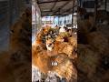 The Truth About Fox Fur Farming in China! 🦊💰 #shorts #jasfarm #foxFur #chinaFurIndustry