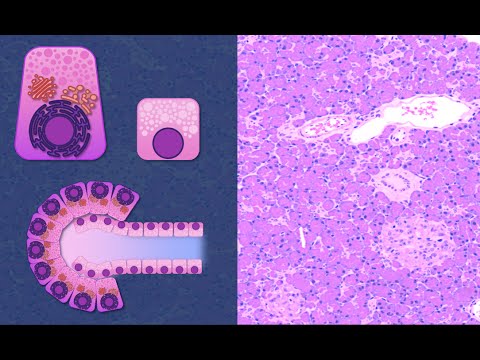 Digestive System 19: Pancreas - Microscopic Anatomy