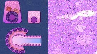 Apparato digerente 19: Pancreas - Anatomia microscopica
