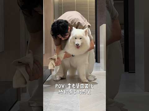 POV：當老婆回國後，終於有家的感覺。#samoyed #samoyeddobby #薩摩耶多比 #薩摩耶 #pets #狗狗 #dog