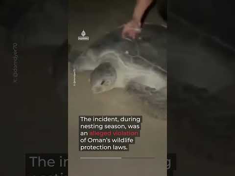 Tourists face legal action over turtle-riding video in Oman