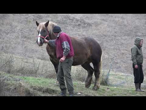 Caii lui Nea Costel de la Cluj ep. 160 - 2021 Nou!!!