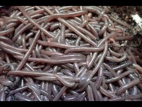 African Nightcrawlers for the Urban Worm Bag