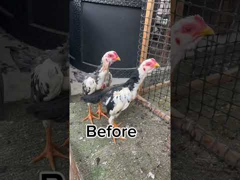 After 9 months #aseelmurga #myfarmupdateaseel #allpetstv #allpetloversaseel #chicken #birds