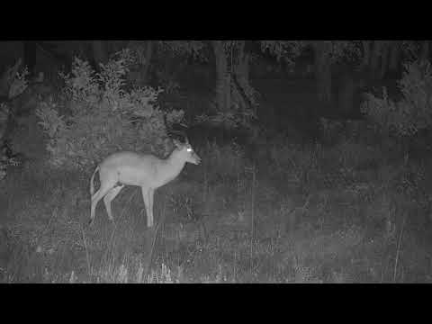 Djuma: Lone Impala ram - 00:34 - 04/20/20