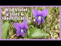 Wild Violets: Uses & identification