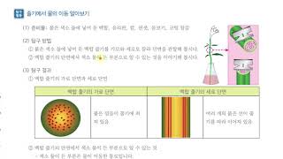 [초등과학 6-1 무료강의] 4. 식물의 구조와 기능 ③ 줄기의 생김새와 하는 일을 알아볼까요?