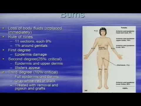 AP Integumentary System Part 2