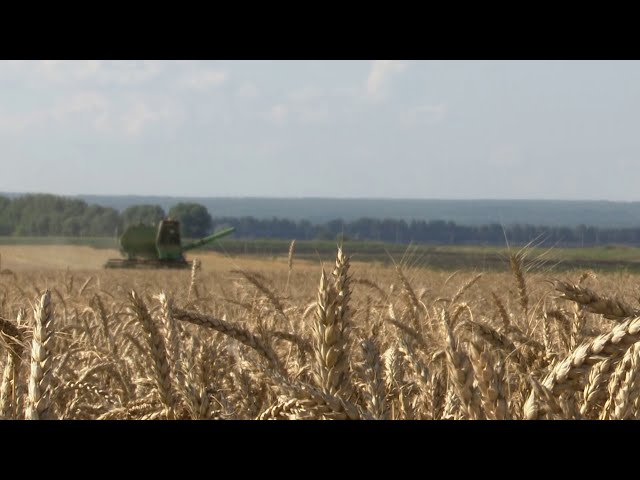Поля фермера Наиля Хайбуллина из Нурлатского района и в этом году радуют богатым урожаем
