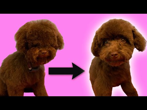 Puppy's First Groom (Toy Poodle Grooming - Full Tutorial)