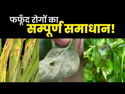 फफूँद रोगों का अंत होगा अब तुरंत! | Rust in wheat | Powdery mildew in crops |Agrostar Fungicide