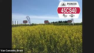 Pioneer Protector® Canola Hybrid 45CS40