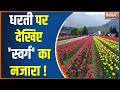 Tulip Garden Kashmir: Srinagar