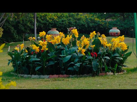 Lovely flowers #short #natural scenery #monuments #heritage #short video#sports.