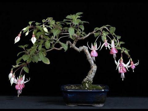 BUNGA - Fuchsia Bonsai Tree