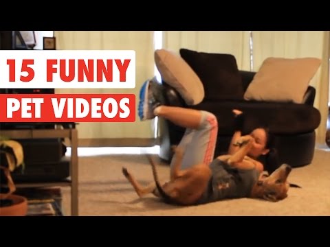 15 Funny Pets | Awesome Pet Videos Compilation 2017