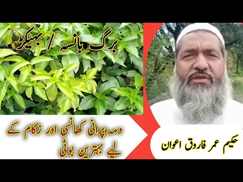 vasaka | Adusa | برگ بانسہ | Benefits | Hakeem Umar Farooq Awan | Rehmania Dawakhana Sgd May 16 2023