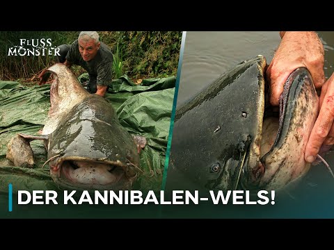 Der größte Wels Europas will zubeißen | Fluss Monster