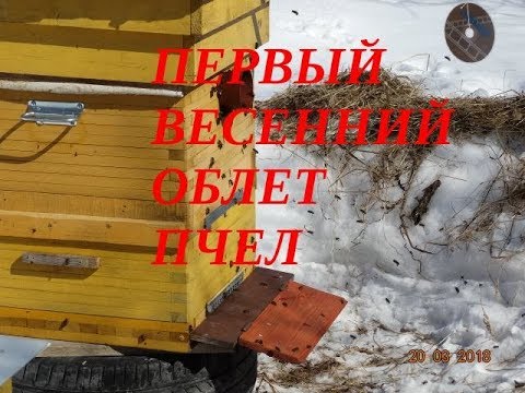 УРА! ПЕРВЫЙ ВЕСЕННИЙ ОБЛЕТ ПЧЕЛ ВЕСНОЙ. ОЧИСТИТЕЛЬНЫЙ ОБЛЁТ ПЧЁЛ.