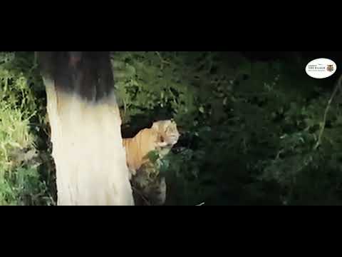 Listen to the roar of The Baagh