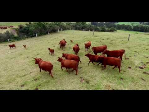Arreando Vacas con Drone (Herding Cows with Drone)
