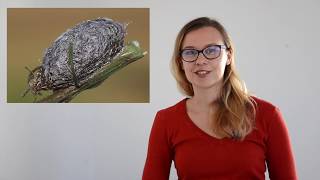 The Life of A Butterfly | Part 4: Chrysalis, Pupa or Cocoon?