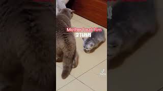 Mama gata defiende a su bebé de otro gato que le pega 🐈
