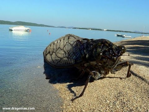 Zikade Cicada