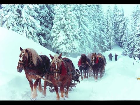 Bogdan Berbecar - In Muntoasa Galilea