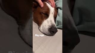 The best sound in the world: dog’s melm