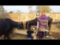 Buffalo Milking By Hand I Buffalo Milking By Village Girl