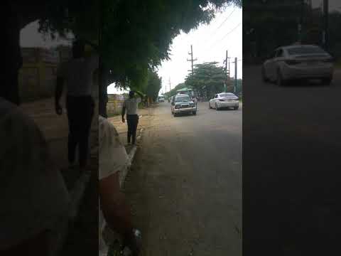 Los tigres  en probadera