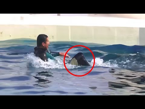 8 Times Orcas Attacked Their Trainers