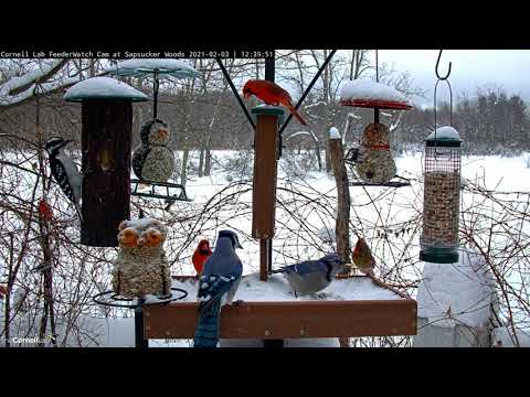 Blue Jays, Cardinals, Woodpeckers, And More Duke It Out For Space At Snowy Feeders – Feb. 3, 2021