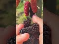 What Do You Call Mulberry In Your Language #satisfying #short