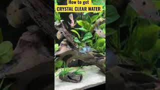 How to get Crystal Clear Aquarium Water - Top 3 Tips | Easy #shorts #fishtank #cichlid