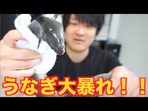 大暴れ！！ウナギてをさばいてうな重を作って食べるよ！！