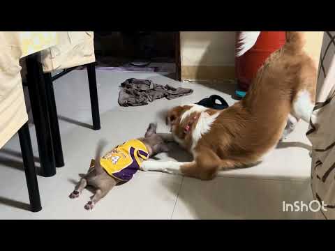 Lilay and Liit #shortvideo #viralvideo #play #pets #dog #trendingvideo