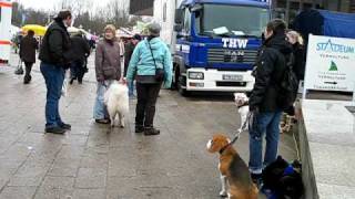 preview picture of video 'Hundetraining Hundeschule Stade 14.03.2010  -1-'