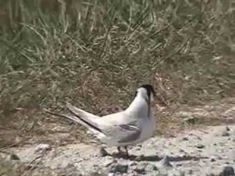 Savannah Wildlife Refuge