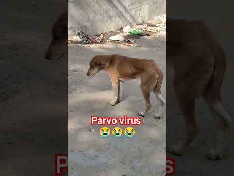 street puppy suffering from parvo virus #parvovirus #puppy #streetdog #dog #doglover #care