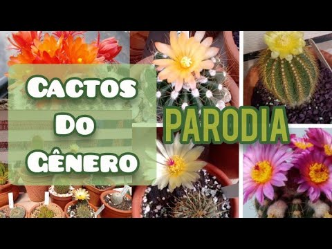 Os Cactos Parodia do jardim e suas encantadoras Flores 💛