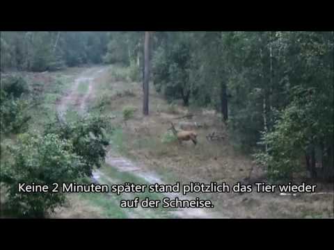 Rotwildjagd Red Deer Hunting Ansitzjagd in Brandenburg 2016