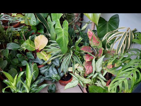 The Secrets of Turn Indoor Plants BUSHY - Indoor Plant Care