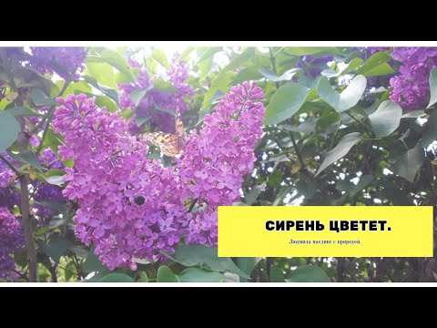 Цветет сирень.В мае цветет сирень.