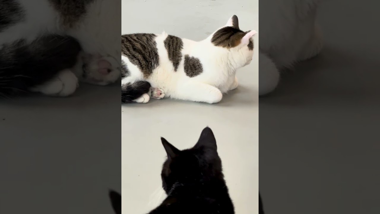 Enlarge Butch Cassidy, a Adoptable Domestic Short Hair in Yonkers, NY video 4/4